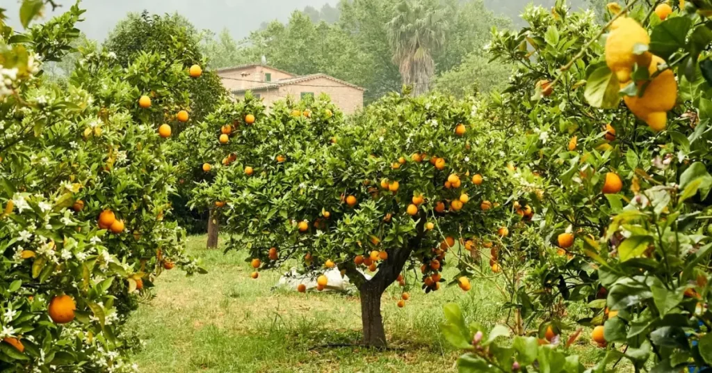 mini orchard sunlight