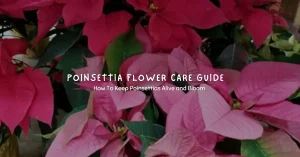 poinsettia flower care guide