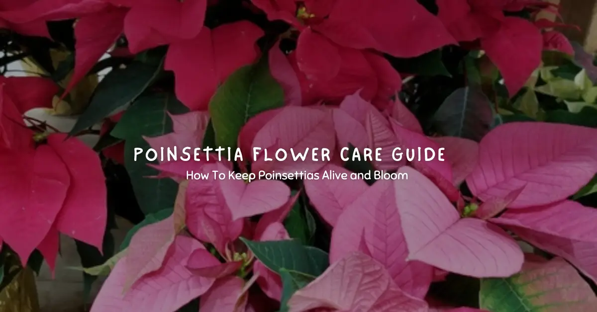 poinsettia flower care guide