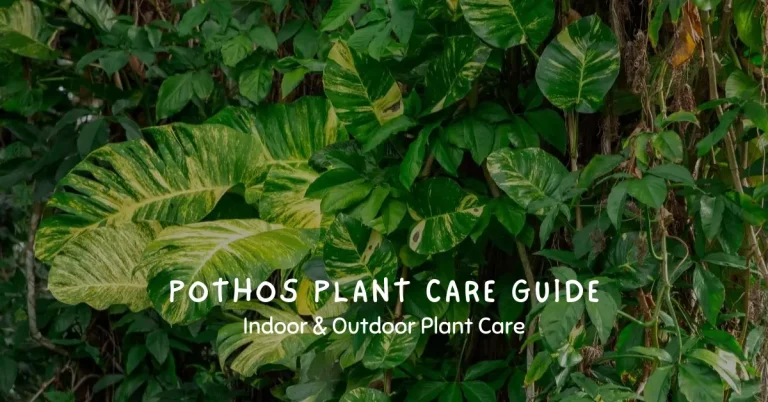 pothos plant care guide