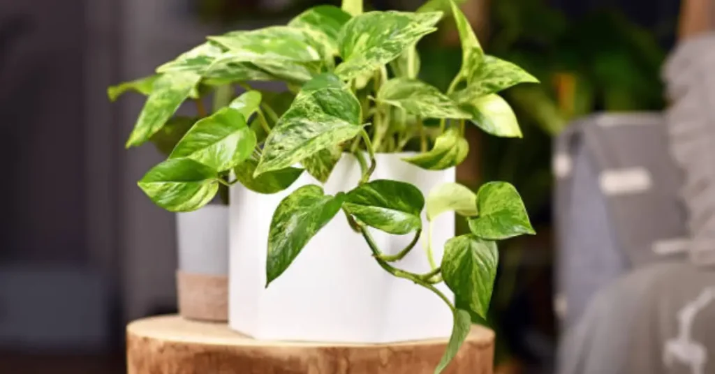 pothos plant care guide indoors