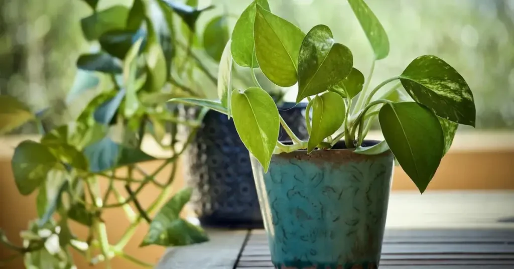 pothos plant care guide outdoors