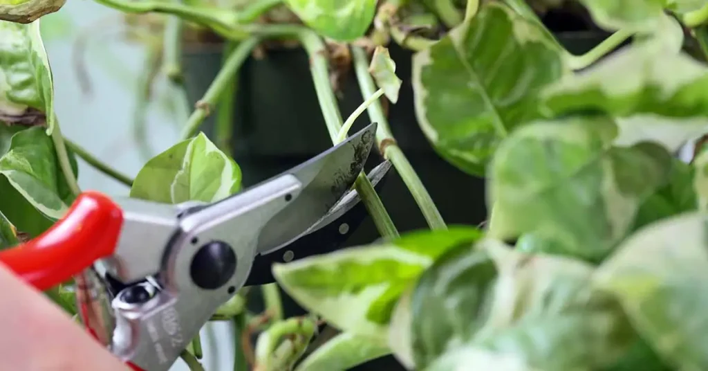 pothos plant care guide pruning