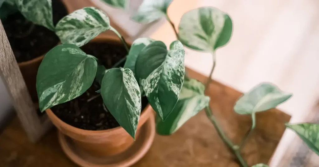 pothos plant care in winter