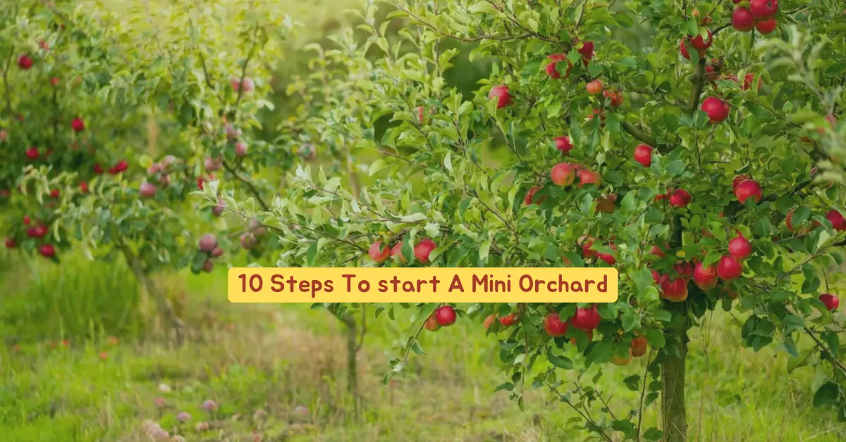 start a mini orchard