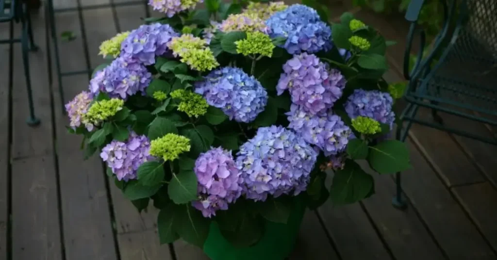 best hydrangeas flowers for pot