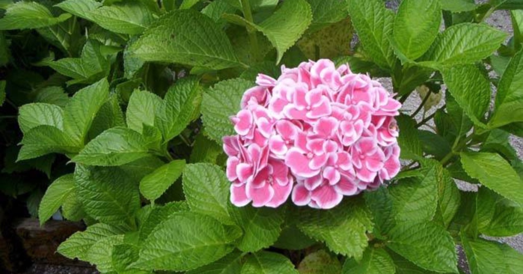 best hydrangeas for pot