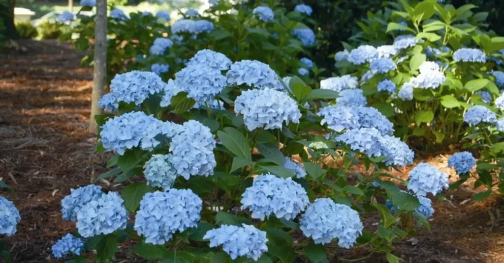 best hydrangeas for pots