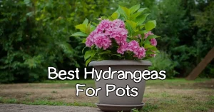 best hydrangeas for pots