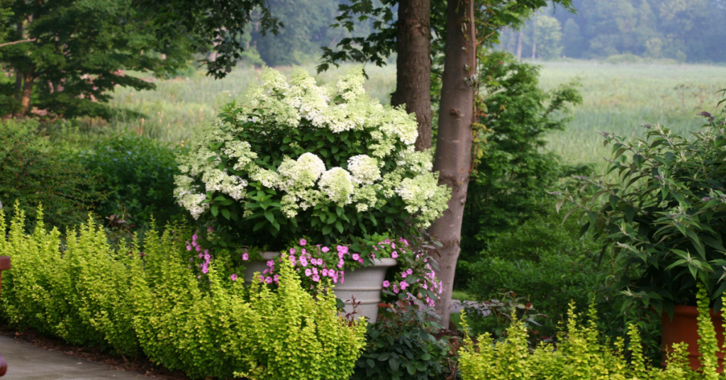 best hydrangeas for pots bo
