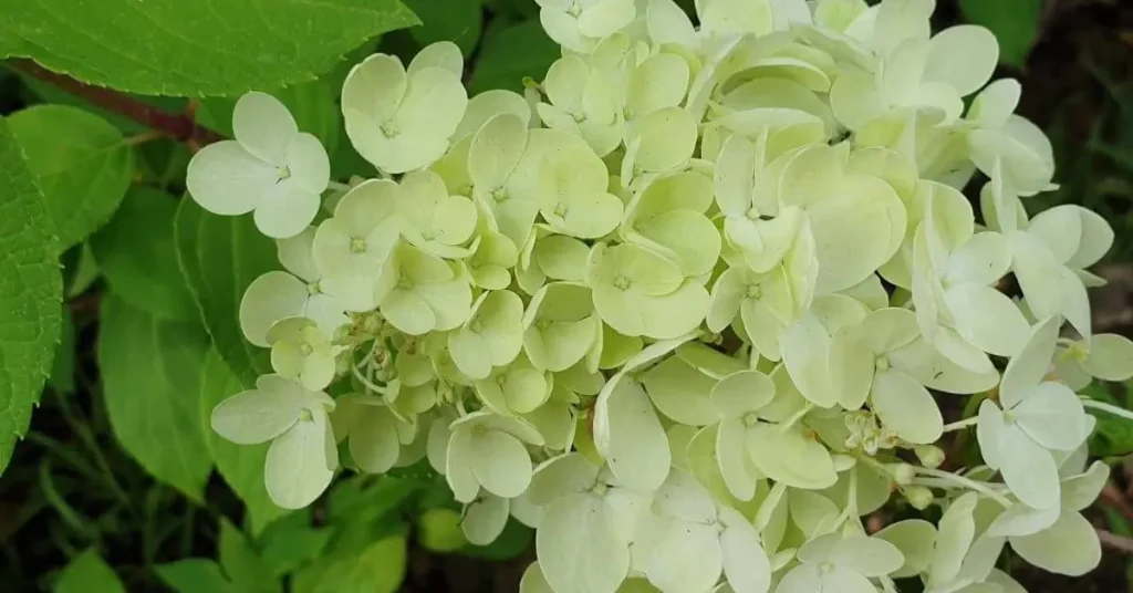 best hydrangeas for pots bombshell