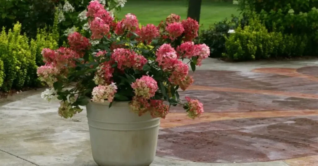 best hydrangeas for pots fire light