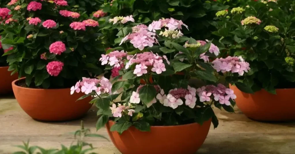 best hydrangeas for pots lets dance