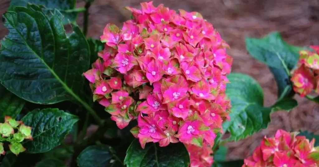 best hydrangeas for pots pistachio