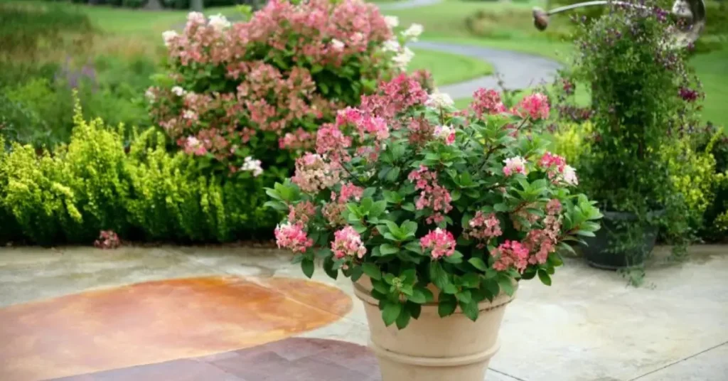 best hydrangeas for pots quick fire