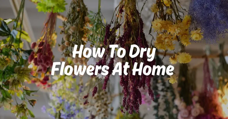 how to dry flowers