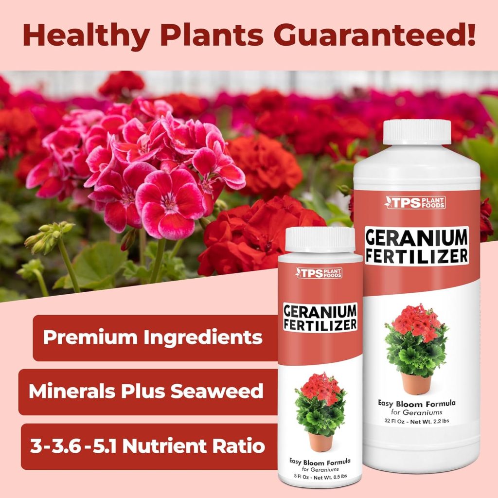 how to grow geraniums in pots