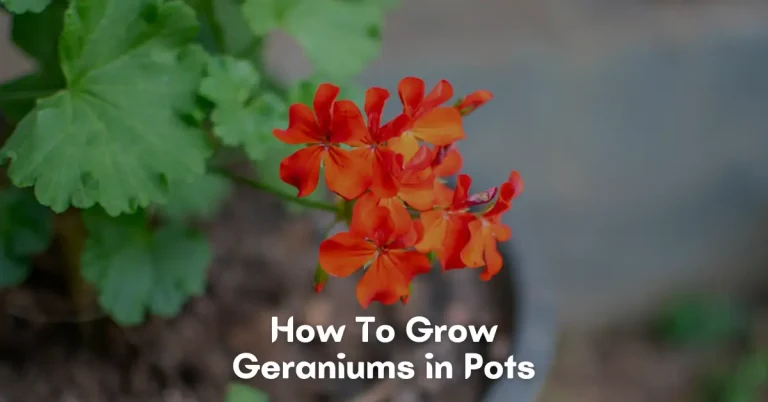how to grow geraniums in pots