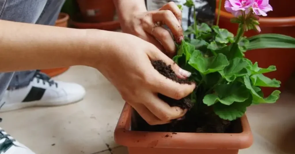 how to grow geraniums in pots best soil