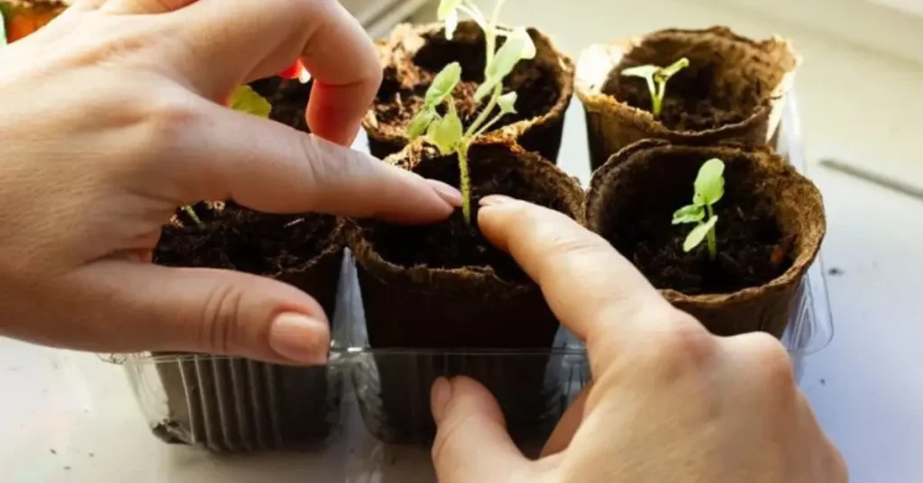 how to grow geraniums in pots planting