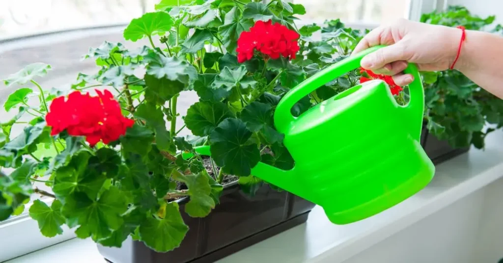 how to grow geraniums in pots watering