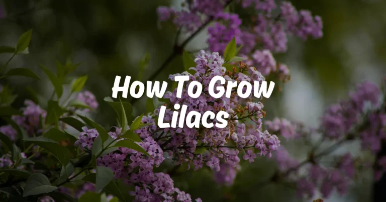 how to grow lilacs