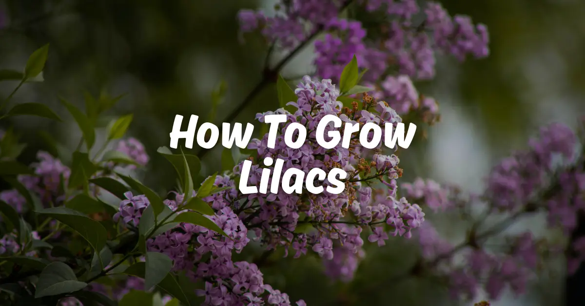 how to grow lilacs