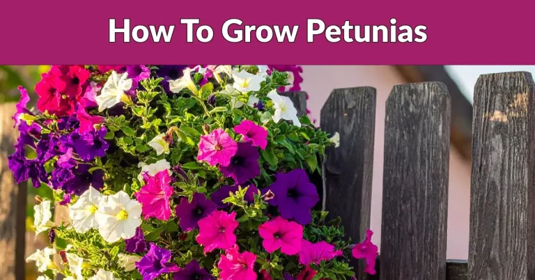 how to grow petunias