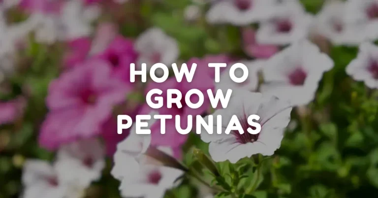 how to grow petunias
