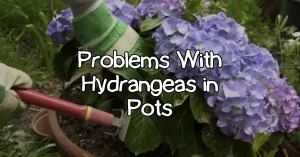 problems with hydrangeas in pots