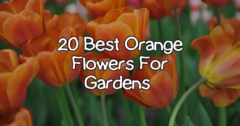 20 best orange flowers