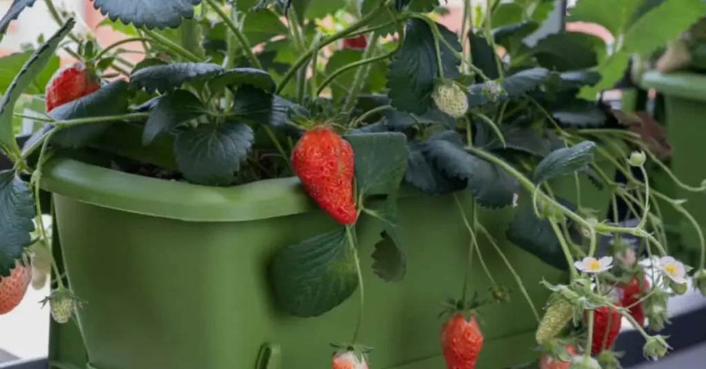 How to Grow Strawberries in Pots