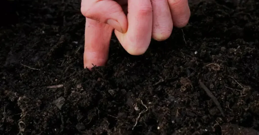 Problems With Hydrangeas In Pots