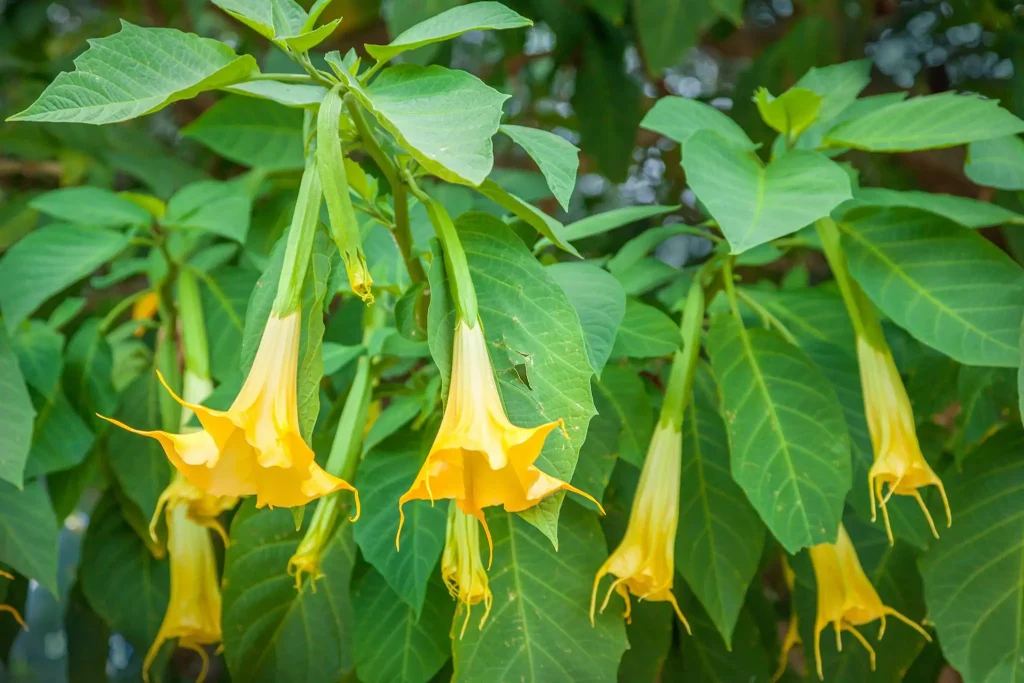 angels trumpet trumpet flowers