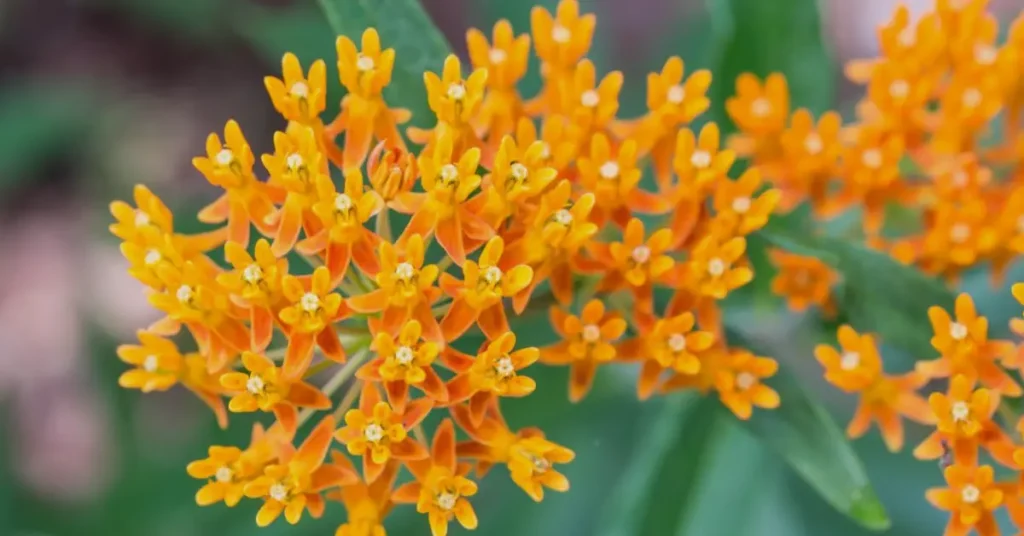 butterfly weed