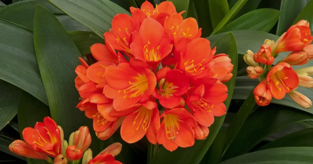 clivia