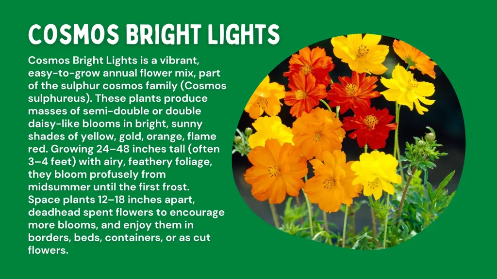cosmos bright light