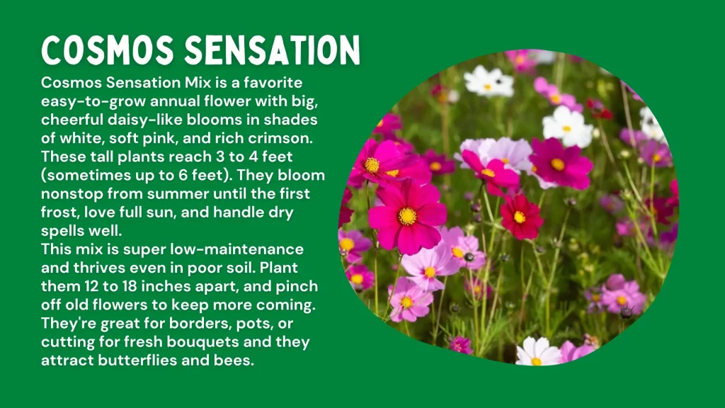 cosmos flowers sensation