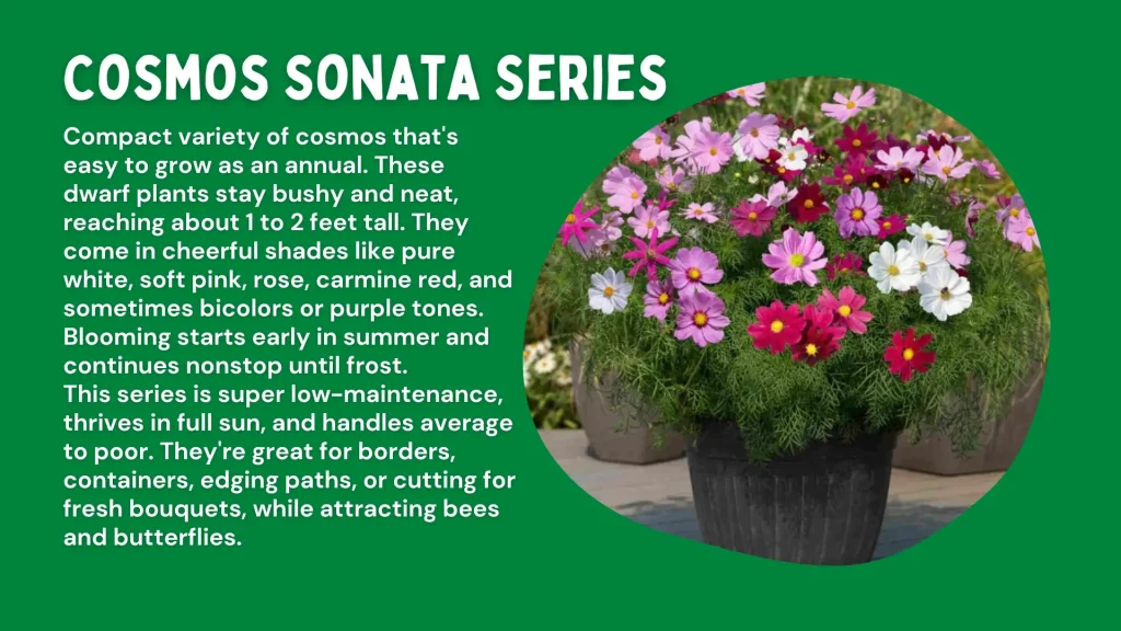 cosmos flowers sensation