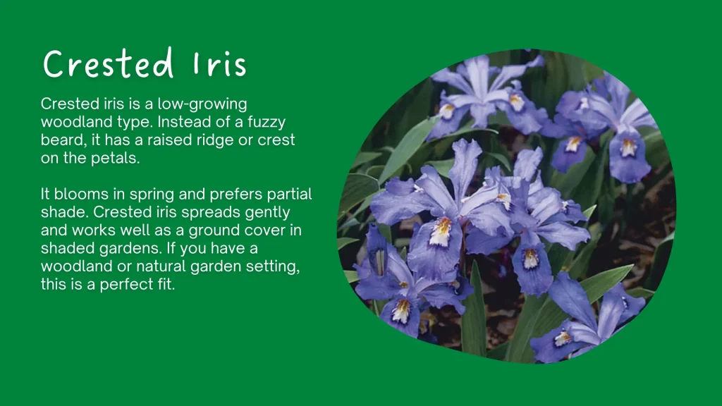 crested iris flower