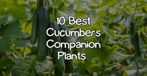 cucumber companion plants
