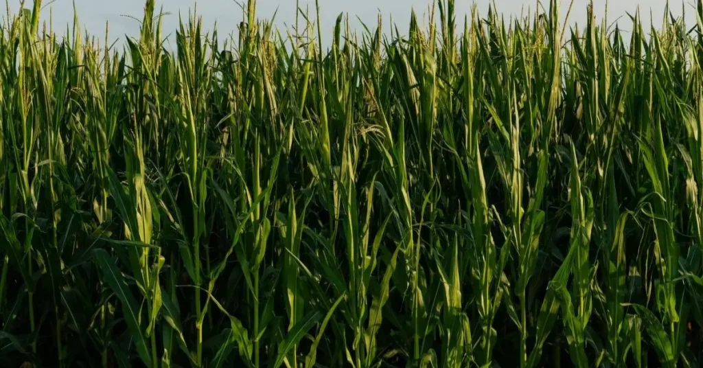 cucumber companion plants corn