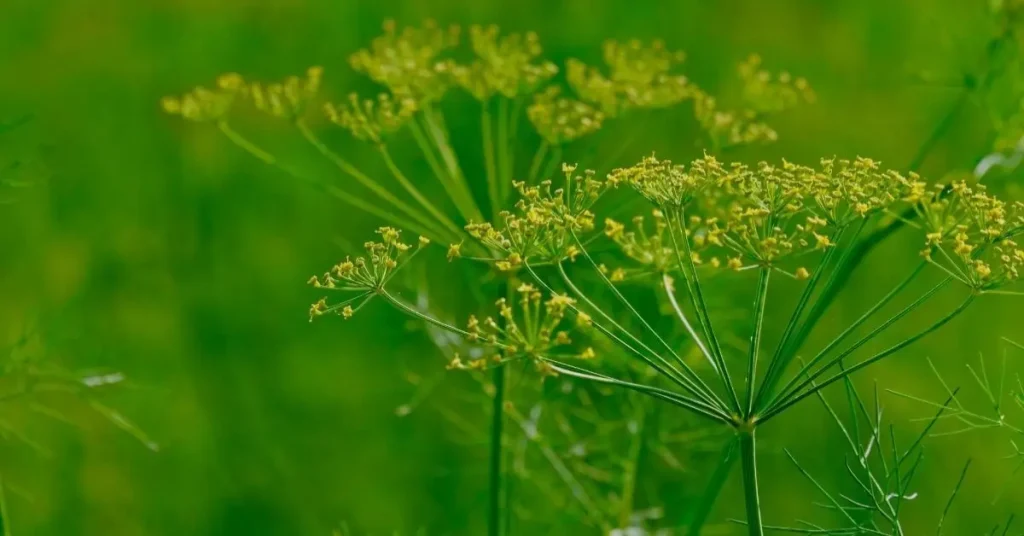 cucumber companion plants dil