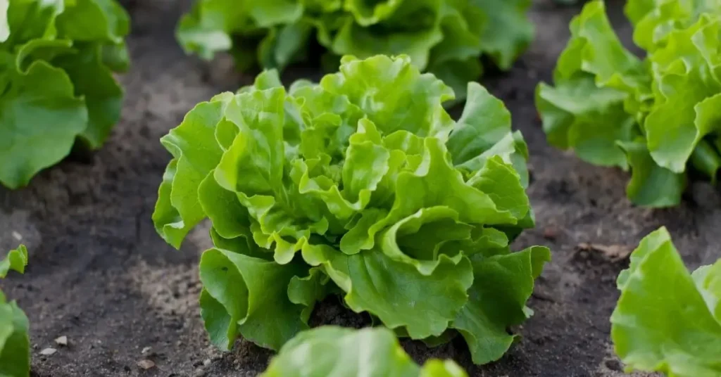 cucumber companion plants lettuce