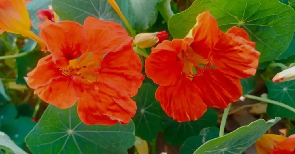 cucumber companion plants nasturtiums