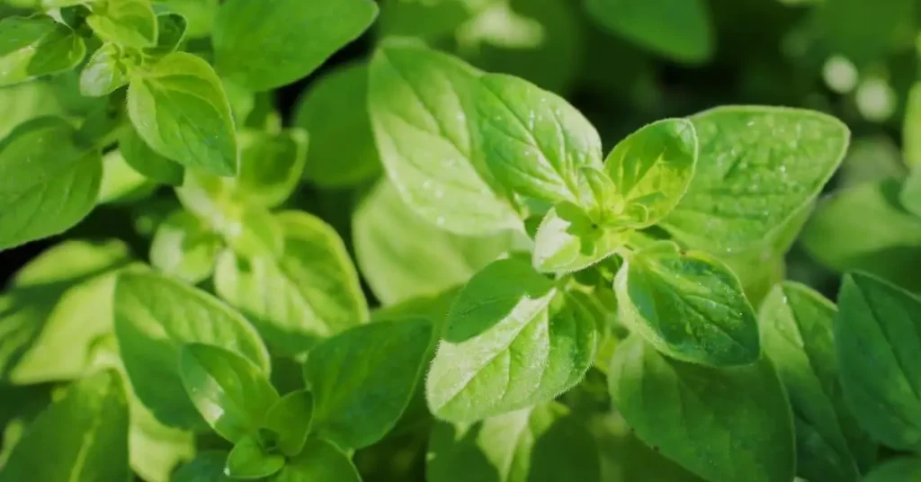 cucumber companion plants oregano