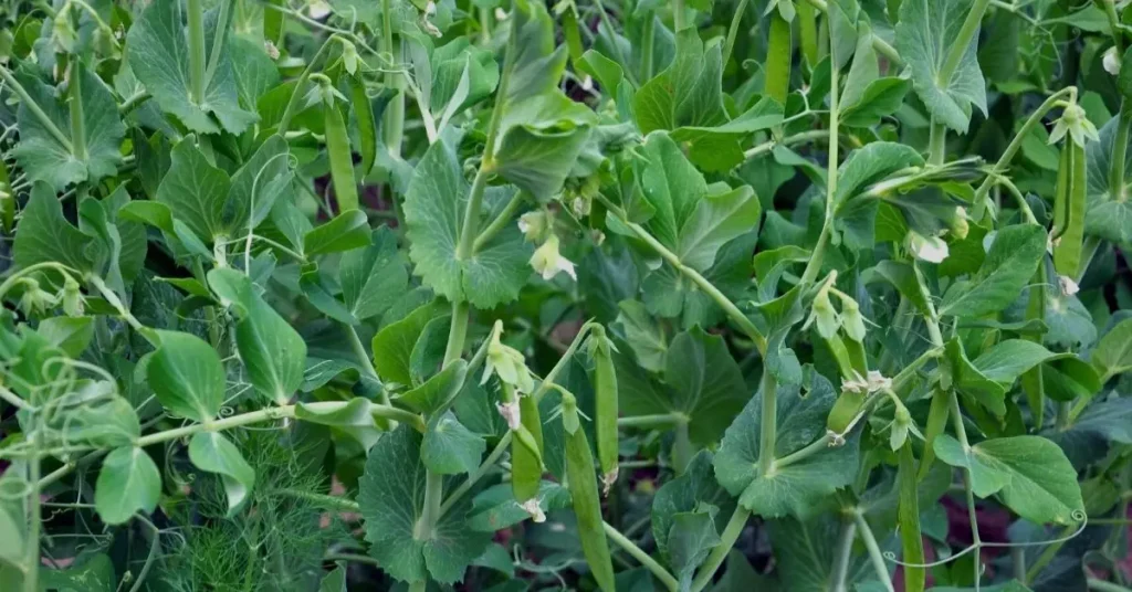 cucumber companion plants peas