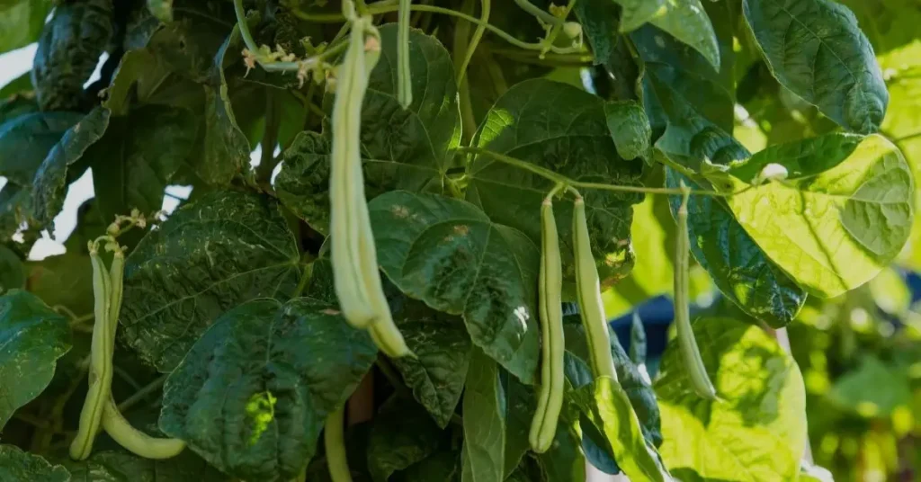 cucumber companion plants pole beans
