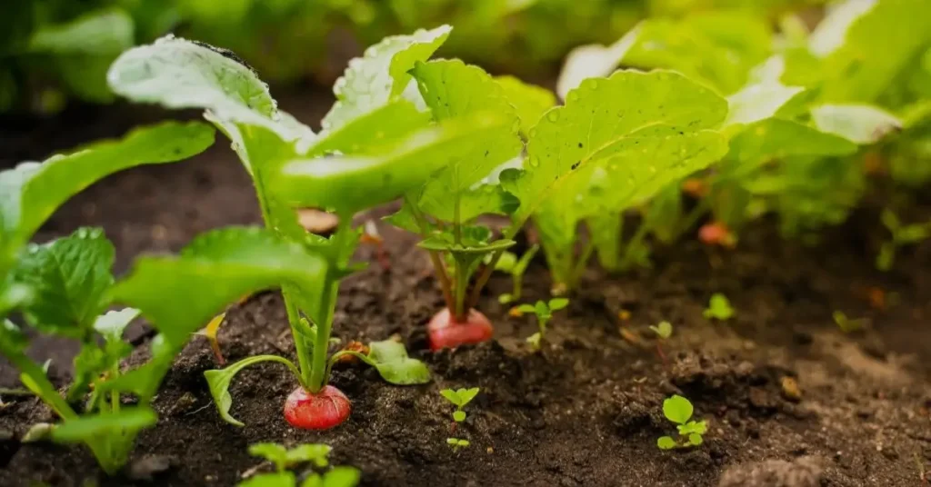 cucumber companion plants radishes