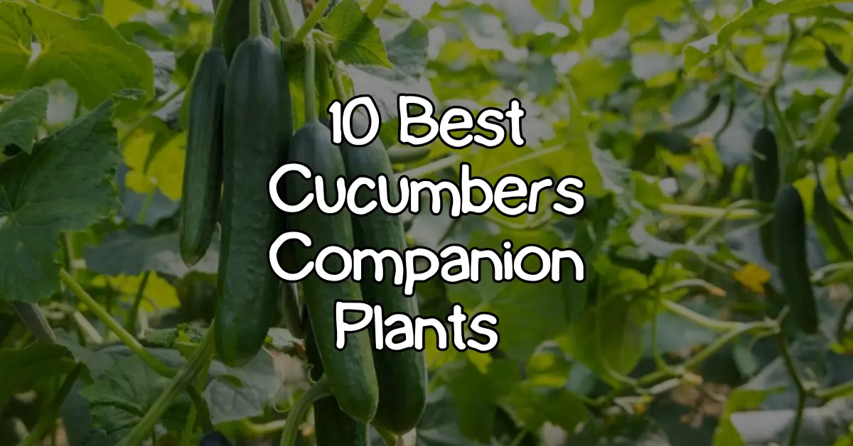 cucumber companion plants